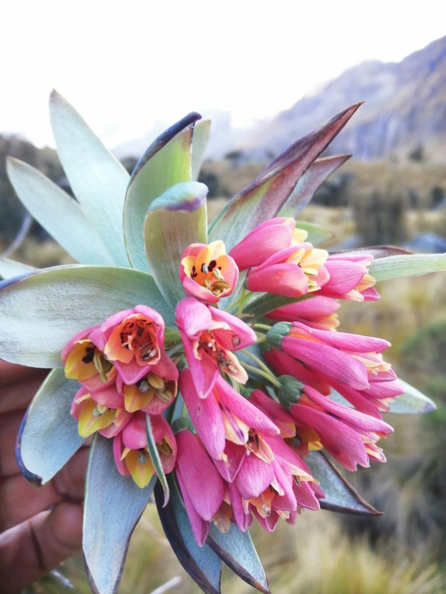 Bed and Breakfast Amazing Huaraz Exterior foto
