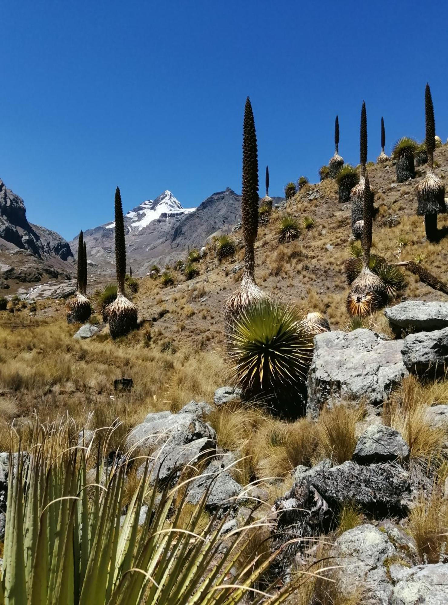 Bed and Breakfast Amazing Huaraz Exterior foto